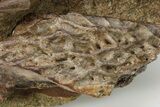 Dinosaur Bones, Tendons, and Tooth in Sandstone - Wyoming #227511-4